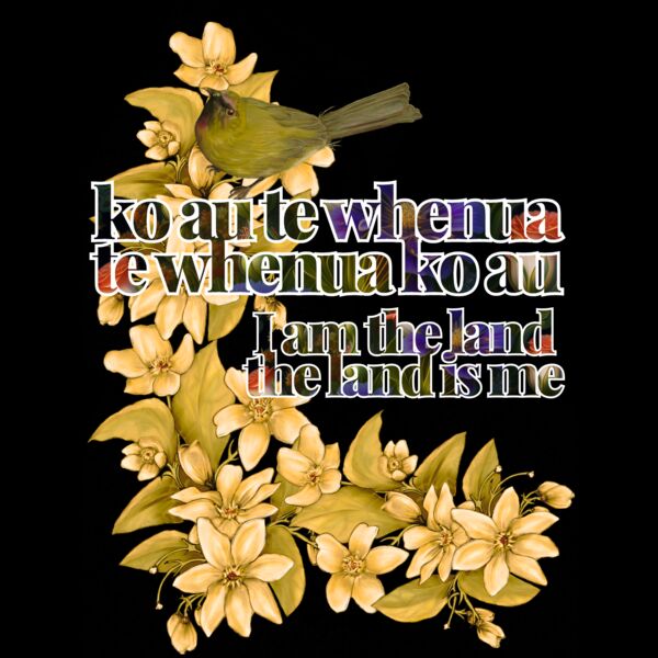 lighter bellbird Thumbnail